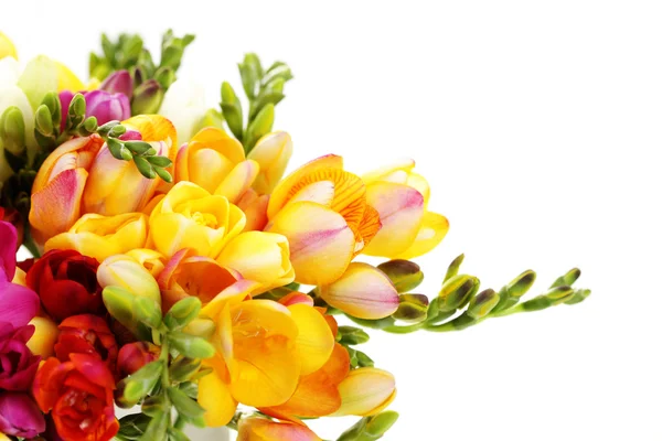 Csomó Ból Szép Frézia Fehér Háttér Virágok Növények — Stock Fotó