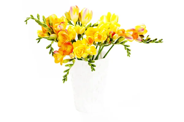 Букет Прекрасной Freesia Белом Фоне Цветы Растения — стоковое фото