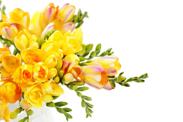 Stelletje Mooie Fresia Witte Achtergrond Bloemen Planten — Stockfoto