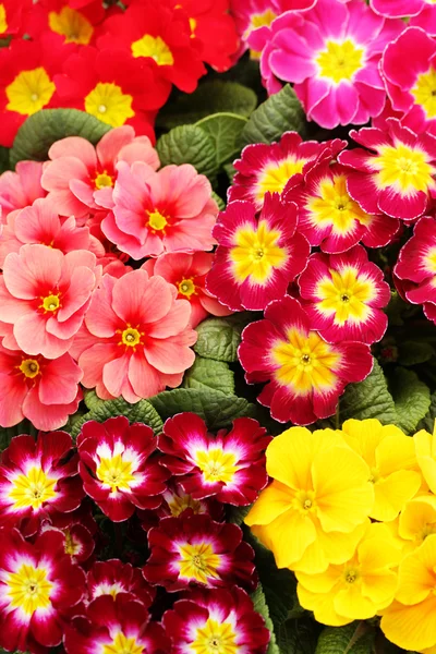 Hermosas Flores Primula Como Fondo Flores Plantas —  Fotos de Stock