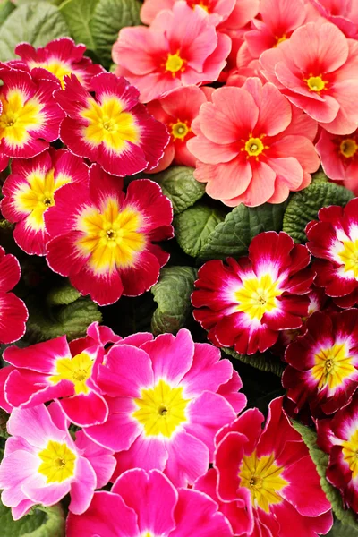 stock image lovely primula flowers as a background - flowers and plants