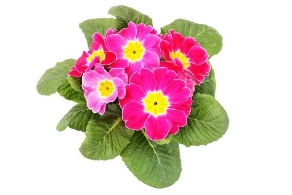 Härlig Primula Vit Bakgrund Blommor Och Växter — Stockfoto