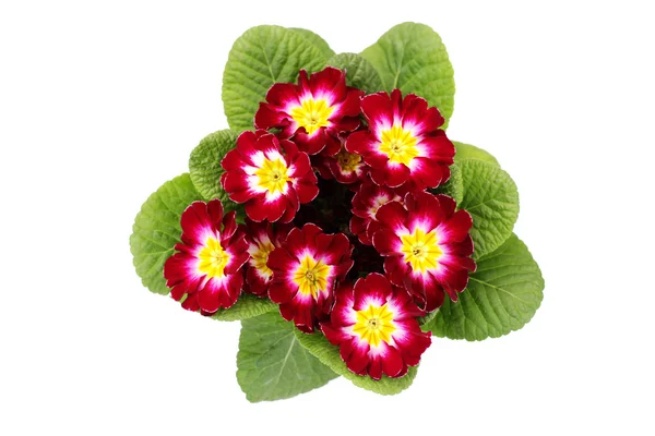 Härlig Primula Vit Bakgrund Blommor Och Växter — Stockfoto