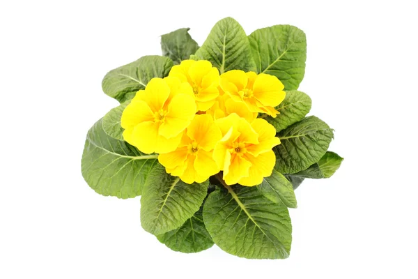 stock image Primula flower