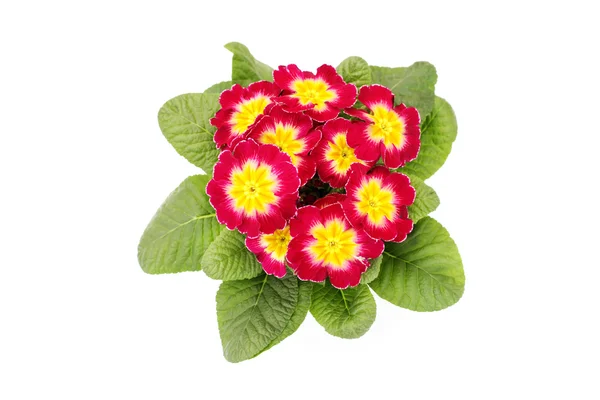 Primula λουλούδι — Φωτογραφία Αρχείου