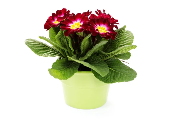 Krásné Prvosenka Bílém Pozadí Květiny Rostliny — Stock fotografie