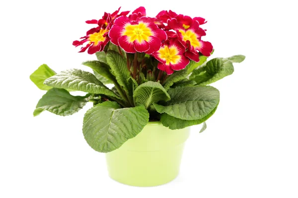 Krásné Prvosenka Bílém Pozadí Květiny Rostliny — Stock fotografie