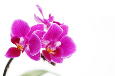 lovely pink orchid on white background - flower and plants clipart