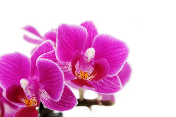 Orchidée rose — Photo