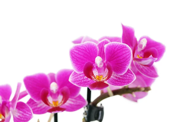 Belle Orchidée Rose Sur Fond Blanc Fleur Plantes — Photo