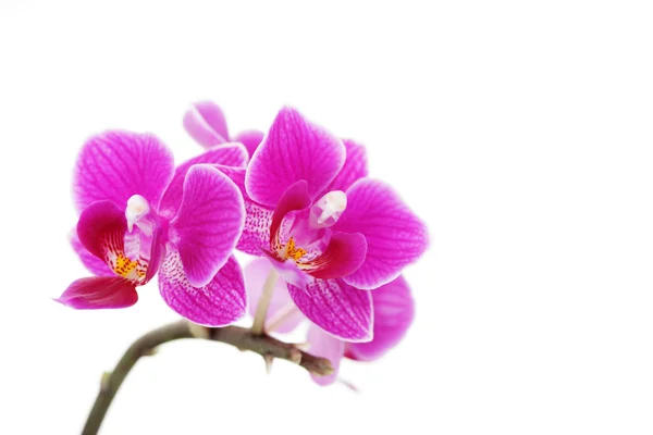 Мила Рожева Орхідея Білому Тлі Квітка Рослини — стокове фото