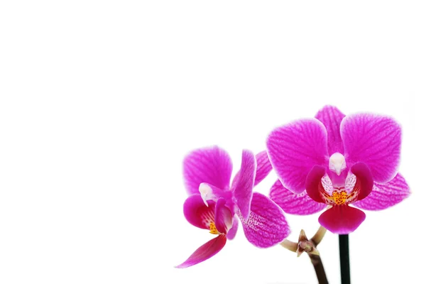 花と植物の白の背景に素敵なピンク蘭 — ストック写真
