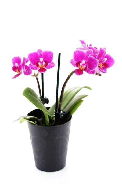 Beyaz Arka Planda Çiçek Bitkilerin Çok Güzel Pembe Orkide — Stok fotoğraf