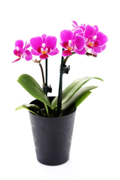 Lovely Pink Orchid Vit Bakgrund Blommor Och Växter — Stockfoto