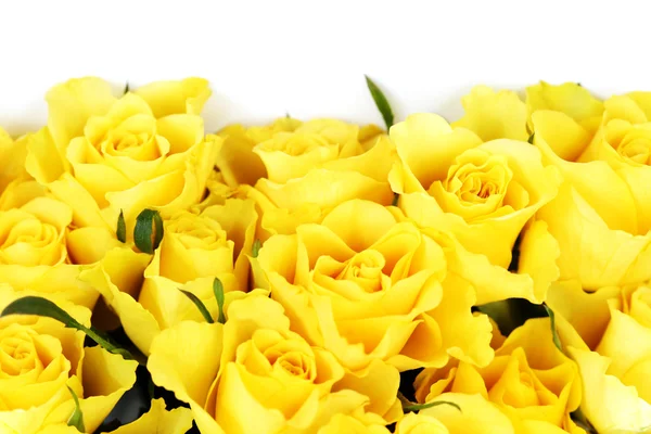 黄色的玫瑰 — 图库照片