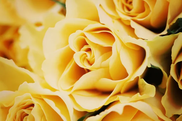 Żółte róże — Zdjęcie stockowe