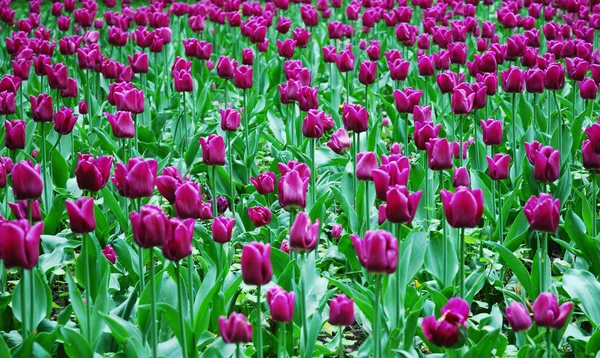 stock image Violet tulips