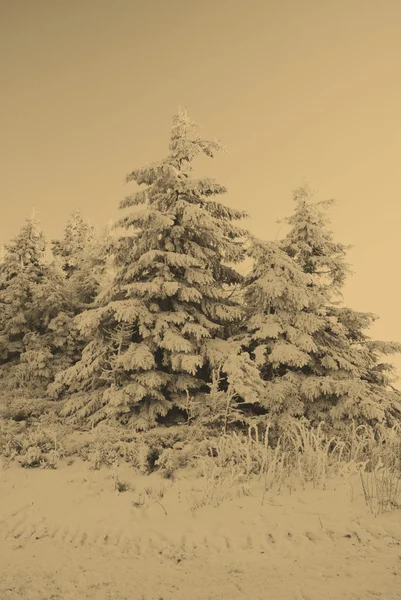 Vinter scen — Stockfoto