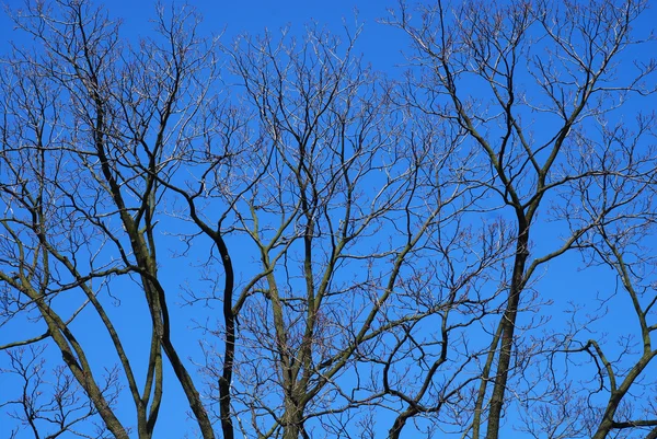 Bäume — Stockfoto