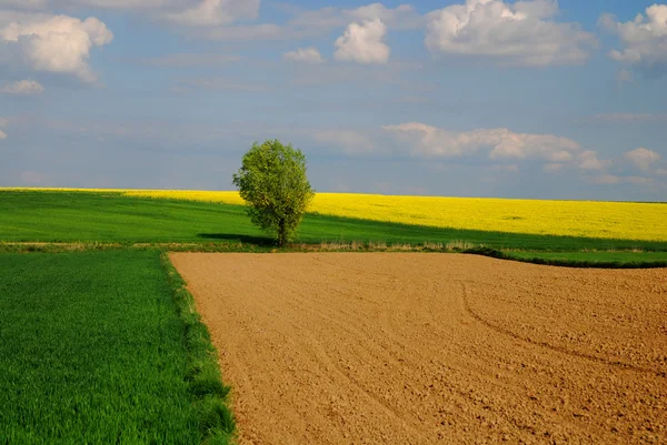 農業景観 — ストック写真