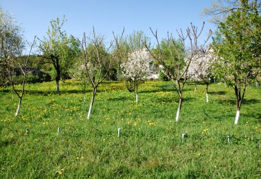 Tarım peyzaj