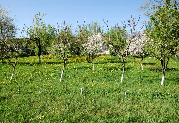 stock image Agricultural landscape