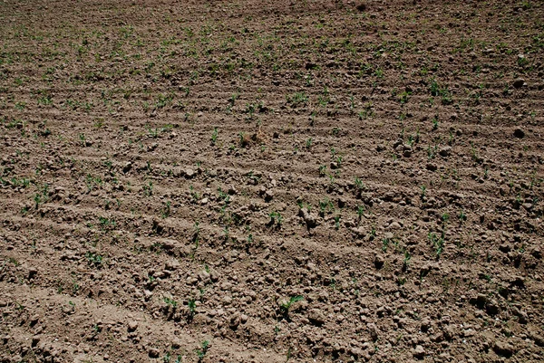 Kahverengi toprak işleme arka plan — Stok fotoğraf