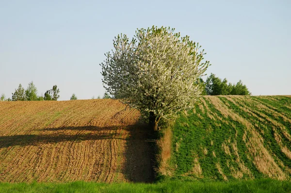 Paesaggio agricolo — Foto Stock