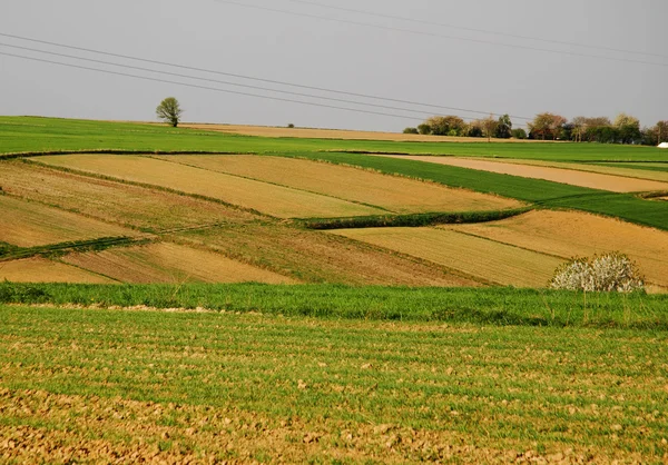 Сельскохозяйственный пейзаж — стоковое фото