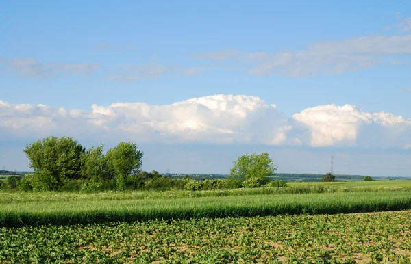 Krajobrazu rolniczego — Zdjęcie stockowe
