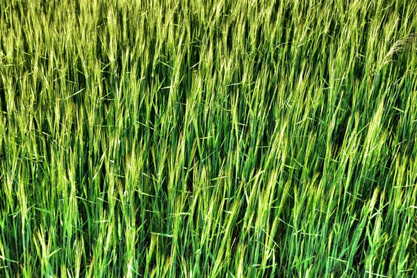 Groen gras — Stockfoto
