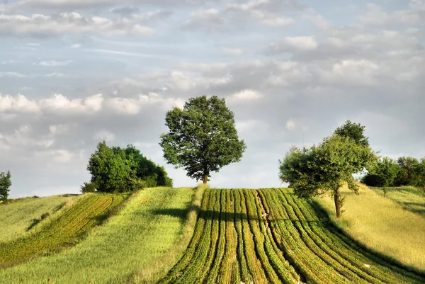 Zemědělská krajina — Stock fotografie