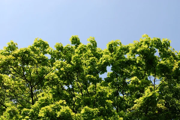Folhas verdes e vigas ensolaradas — Fotografia de Stock
