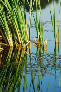 Reeds at the lake clipart