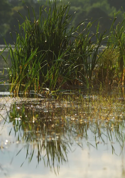 Reed no lago — Fotografia de Stock