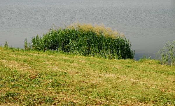 Тростник на озере — стоковое фото