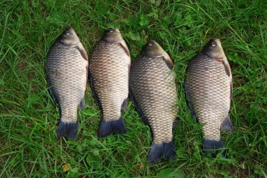 Havuz balığı (Carassius carassius)