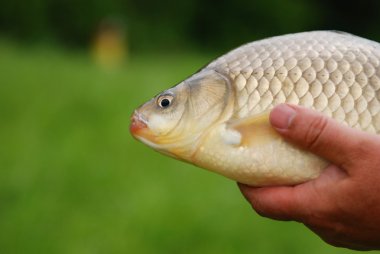 Havuz balığı (Carassius carassius)