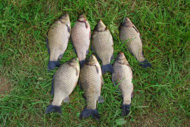 The Crucian Carp (Carassius carassius) clipart