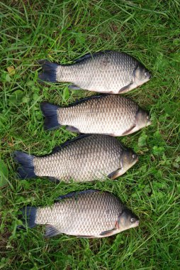 Havuz balığı (Carassius carassius)