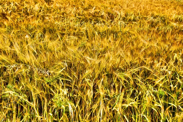 Gouden gloeiende droog gras — Stockfoto