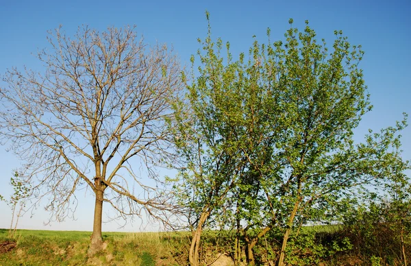 Mavi gök yeşil ağaçlar — Stok fotoğraf