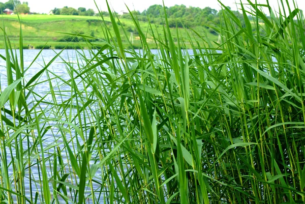 Тростник на озере — стоковое фото