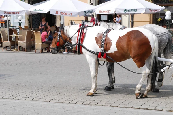 Pferdewagen traben durch Krakau — Stockfoto