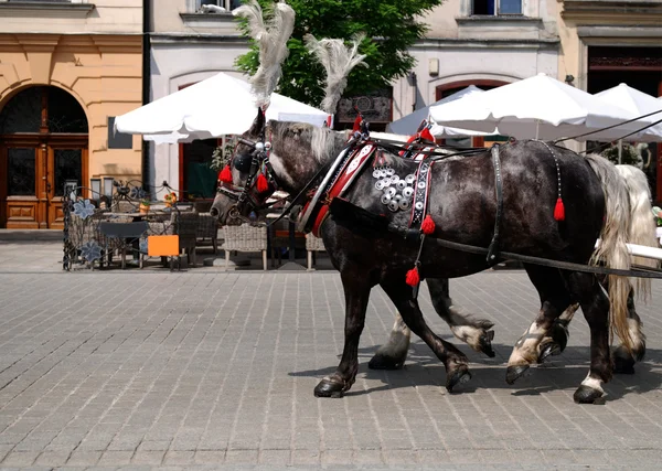 Polen krakow hästskjuts — Stockfoto