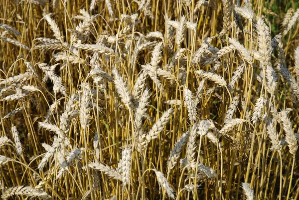 Câmp de cereale — Fotografie, imagine de stoc