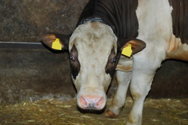 Cow in a cowshed clipart