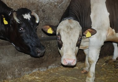 Cows in a cowshed clipart