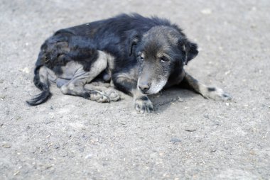 Yaşlı Köpek