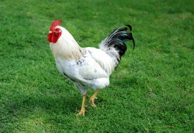 White Cock clipart